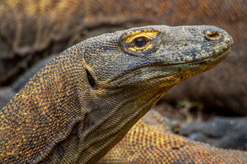 Fototapeta premium The Komodo dragon (Varanus komodoensis), also known as the Komodo monitor, is a large reptile of the monitor lizard family Varanidae that is endemic to the Indonesian islands of Komodo