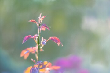 Close-up of a sturdy plant with vibrant red foliage, symmetrically arranged leaves against a natural green background, diffused lighting