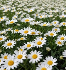 Fototapeta premium Field of white daisies with a few scattered green leaves , white flowers, blooming flowers, closeup