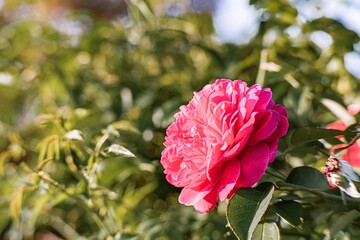 A close-up image of a single pink peony flower in bloom, with an intricate circular petal arrangement and contrasting yellow stamens Blurred green background suggests other plants or foliage