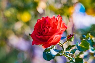 Fototapeta premium A vibrant red rose with delicate petals, lush green stem, and surrounding leaves, some hinting at change Background suggests a natural setting like a garden Lighting implies daylight Shallow depth