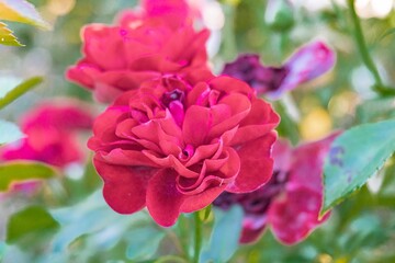 Image of a cluster of red roses with dark centers, set against a natural backdrop suggesting a garden Shallow depth of field