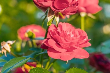 A close-up image of red roses, with central focus on a larger, sharper rose Soft background suggests outdoor setting