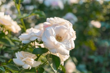Close-up view of white rose flowers with green leaves, showcasing full bloom and heart-shaped petals Natural garden setting with soft background hinting at other plants Highlighted textures and sub