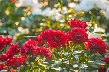 Close-up of red roses against a garden backdrop, varying shades of red, thorns, rose petal texture, sunlight, warm scene, no additional context