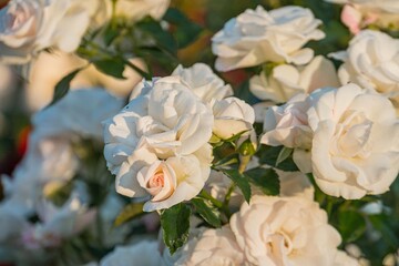 Close-up of white roses with green foliage, intricate patterns in blooms, arranged closely like a bouquet or cluster, natural light from above, soft shadows, possibly outdoor daytime photo