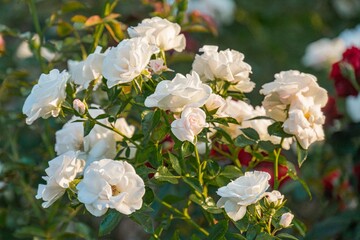Close-up of white roses with green leaves, possibly taken during sunrise or sunset, in a mixed garden with red roses Detailed focus on textures and colors
