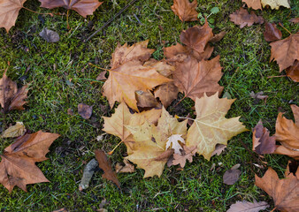 Herbstlaub Platane in der Wiese