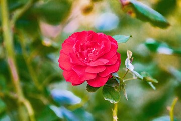 A vibrant red rose with multiple layers, slightly off-center against green leaves, in a blurred outdoor setting The depth of field technique is used to keep the flower sharp