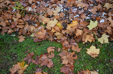 Herbstlaub Platane in der Wiese