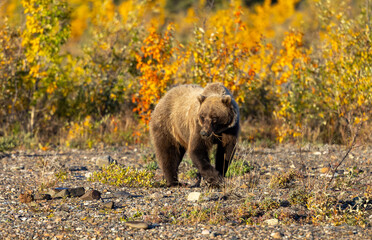 Grizzly Bear in Denali National Park Alaska in Autumn