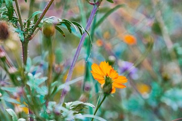 Close-up view of vibrant wildflowers against a lush, grassy backdrop Varying colors, textures, and sizes with selective focus