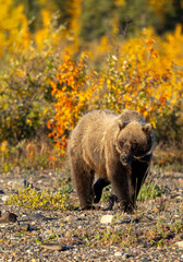 Fototapeta premium Grizzly Bear in Denali National Park Alaska in Autumn