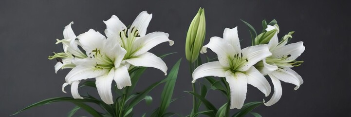 Fototapeta premium fresh and clean white lily flowers with green stems, stems, green