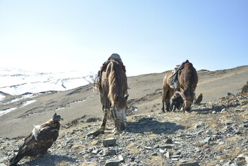 Mongolia eagle hunters hunting on the mountain with their golden eagles