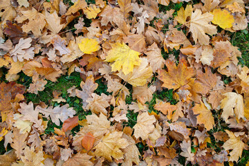 Golden leaves on the green grass in autumn