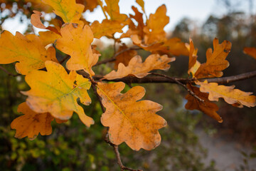 Golden oak leaves on the branch in autumn