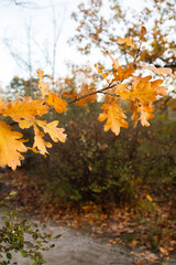 Golden oak leaves on the branch in autumn park