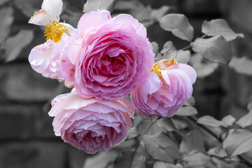 Romantic bouquet of roses in nature