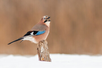 Birds - Eurasian jay (Garrulus glandarius)