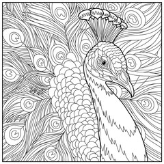 peacock coloring book
