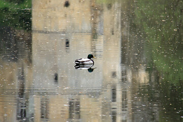 Duck and Reflection