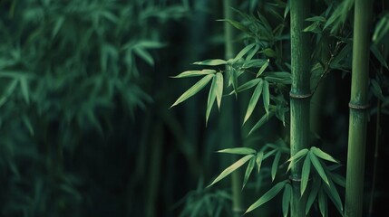 Fototapeta premium bamboo forest background