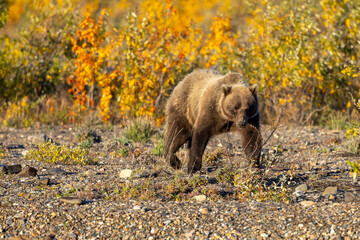 Fototapeta premium Grizzly Bear in Denali National Park Alaska in Autumn