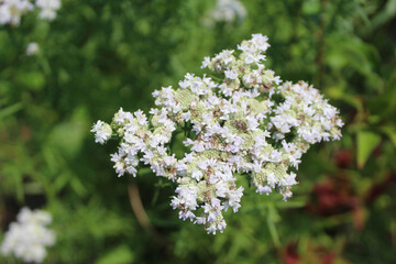 Slender mountain mint inflorescence closeup at Somme Prairie Nature Preserve in Northbrook, Illinois