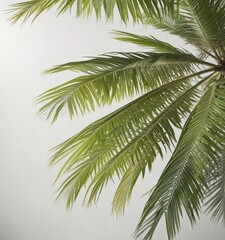 Isolated coconut palm tree leaf on white surface with slight bokeh effect, simple, negative space, single leaf