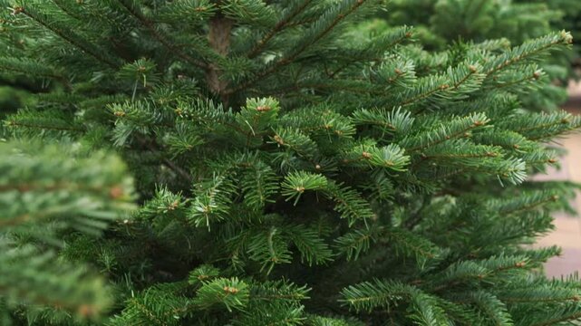 Slow motion of Christmas branch, green pine tree with short needles, holiday tree selection at fair, price tag Sale of natural decorations, destruction of forests environmental protection plant