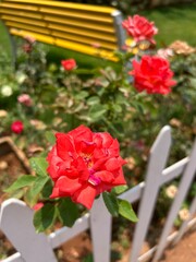 Red flowers in a garden 