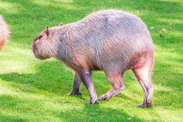 A large capybara lies on the green grass in the park