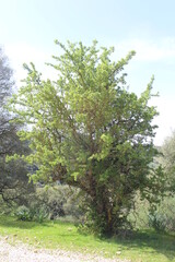 trees in the forest