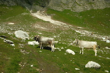 Obraz premium sheep in the mountains