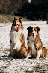 Scottish Collie sits on hind legs in the snow showing funny bunny trick, poses in a winter park on sunny day next to his friend - brown Australian shepherd. An adorable fluffy purebred dogs outside.