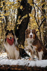 A brown Australian Shepherd and a long-haired red collie Scottish Shepherd pose together in a snowy forest on a sunny winter day. Two adorable fluffy purebred dogs on a walk in the park.