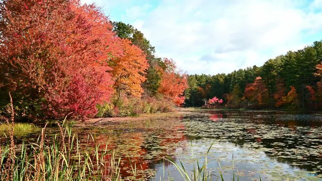 A lake during the fall season with tons of fall foliage in Massachusetts, USA on a sunny morning.