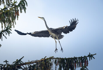 Heron spread the wings to liftoff. 
