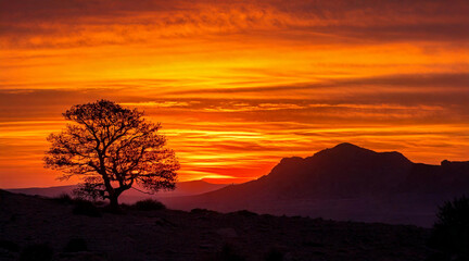 Naklejka premium A lone tree silhouetted against a fiery sunset, ultra-sharp foreground with distant mountains blurred