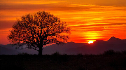 A lone tree silhouetted against a fiery sunset, ultra-sharp foreground with distant mountains blurred