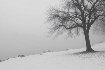 Fototapeta premium Bare tree in a snowy landscape on a foggy winter day