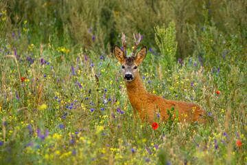 Roebuck - buck (Capreolus capreolus) Roe deer - goat