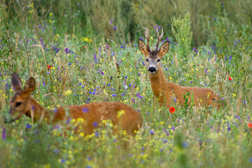 Roebuck - buck (Capreolus capreolus) Roe deer - goat