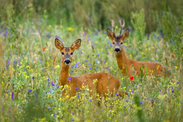 Roebuck - buck (Capreolus capreolus) Roe deer - goat