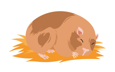 Guinea pig sleeping on hay bedding. Funny lazy adorable fat animal lying down to sleep on bed of dry grass in bedtime, portrait of brown rodent character enjoying nap time cartoon vector illustration