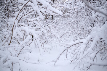 Snow-white snow in the grove. The onset of winter. Natural background.