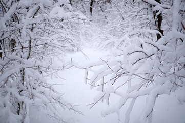 Snow-white snow in the grove. The onset of winter. Natural background.