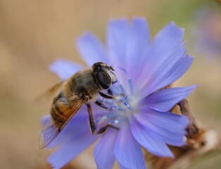 A bee collects nectar from chicory.