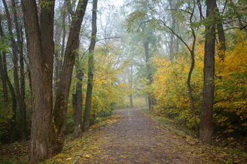 Trees with autumn leaves and a path in the city nature park.